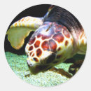 Recherche de photographie sous marine autocollants Tortue