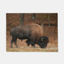 Recherche de bison américain Taureau