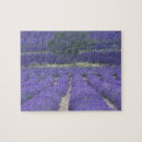 Zoek naar provence puzzels Lavendel