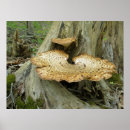 Recherche de souche posters Nature