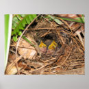Recherche de de bébé posters Oiseaux