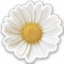 Recherche de pétales de marguerite autocollants Marguerites