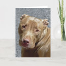 Recherche de nez rouge vœux cartes Pitbull