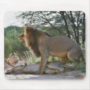 Recherche de panthera lion tapis souris Faune