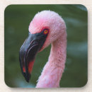 Recherche de flamants photographie Rose