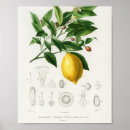 Recherche de vintage lemon posters Citrus