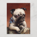 Recherche de chiots de carlin cartes postales Adorable