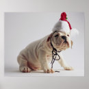 Recherche de chiot bouledogue français posters Canin