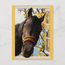 Recherche de curieux cartes postales Cheval