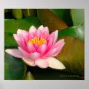 Recherche de fleur de lotus rose posters Floral