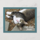 Recherche de chat tigré vœux cartes Chaton