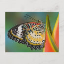 Recherche de heliconia cartes postales Fleur