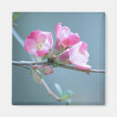 Recherche de apple magnets Pour elle