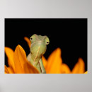 Zoek naar kameleonen posters Natuur