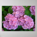 Recherche de hortensia rose posters Hortensie