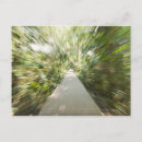 Recherche de forêt tropicale tropicale cartes postales Feuillage luxuriant