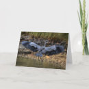 Zoek naar reigers kaarten Wild