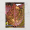 Recherche de leaver cartes postales Photographie