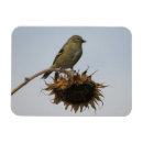 Recherche de pointe magnets Mother