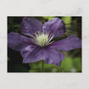 Recherche de clematis cartes postales Violet