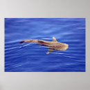Recherche de requin baleine art Baleines