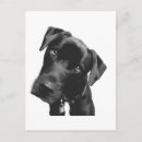 Recherche de dresseur cartes postales Vétérinaire