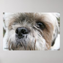 Recherche de tzu posters Tzu de shih