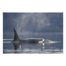 Recherche de orque art Animal
