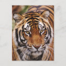 Recherche de visage de tigre cartes postales Animal