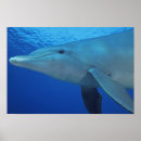 Recherche de ailerons posters Mer