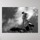 Recherche de feuille de banane posters Arbre