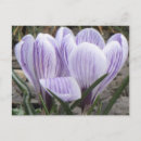Recherche de fleurs de crocus cartes postales Photographie