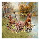 Recherche de vizsla posters Chien de chasse