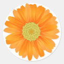 Recherche de gerberas autocollants Orange