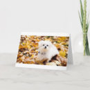 Recherche de coton de tulear cartes postales Pour tous