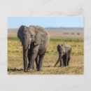 Recherche de animaux mignons cartes postales Animaux dans la nature