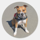 Recherche de staffordshire autocollants Terrier américain
