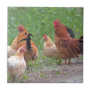 Recherche de poules carreaux Poulet