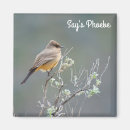 Recherche de phoebe magnets Oiseau