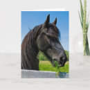 Recherche de friesian horse cartes postales Black