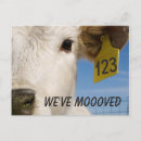Zoek naar moo koe briefkaarten Kalf