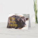 Zoek naar bravo kaarten Grappig