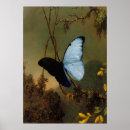Zoek naar morpho vlinder posters Exotisch