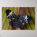 Recherche de canna posters Faune