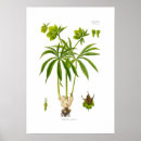 Recherche de hellebore posters Vintage