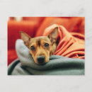 Recherche de pinscher miniature cartes postales Canine