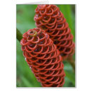 Recherche de schafer de kevin cartes postales Fleur