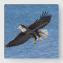 Recherche de aigles horloges Oiseau