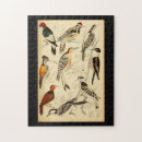Zoek naar vogels puzzels Mooi