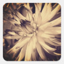 Recherche de dahlia papier autocollants Vintage